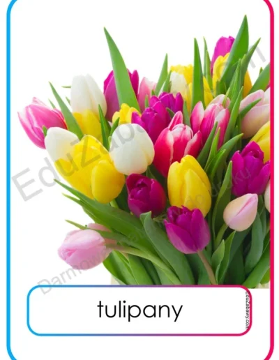 Plansze dydaktyczne: Wiosenne kwiaty 7