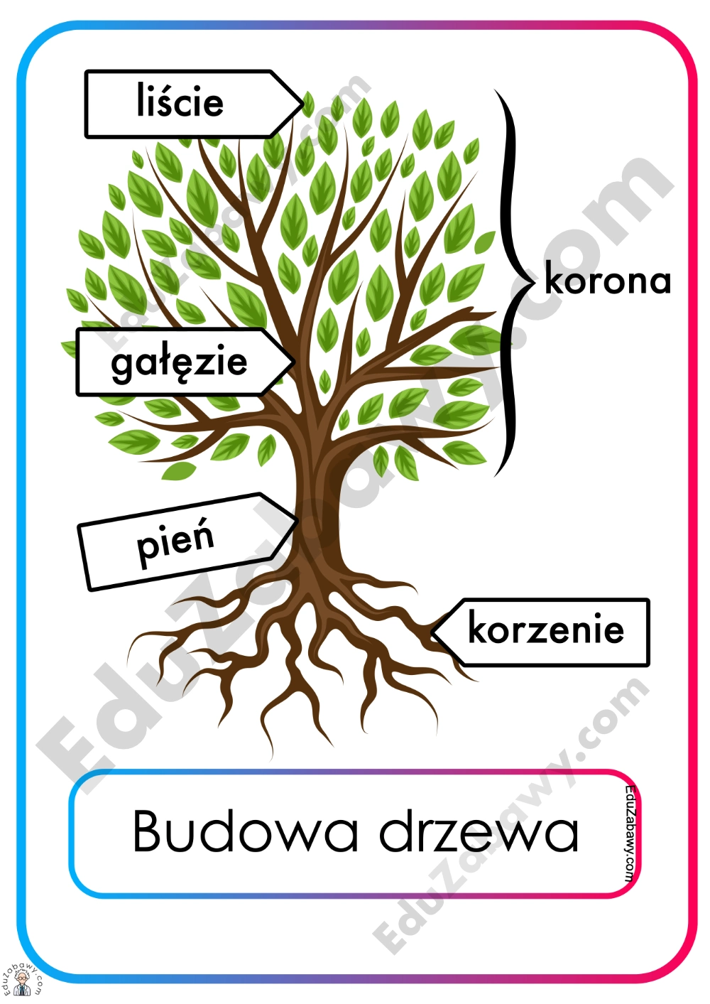 Plansze dydaktyczne: Budowa drzewa 1