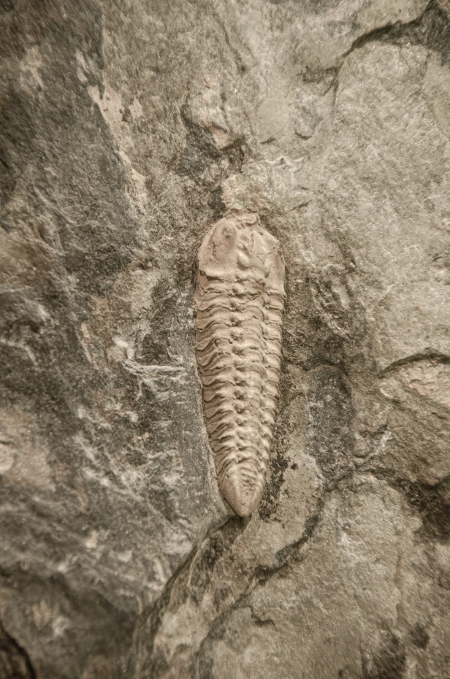 Quiz: Źródła wiedzy o ewolucji