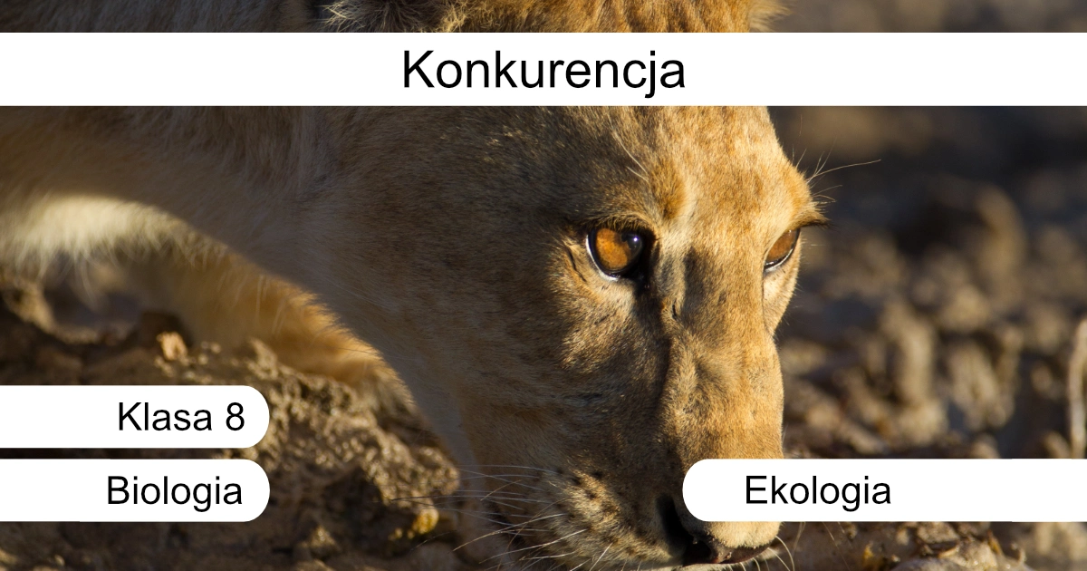 Quiz: Konkurencja
