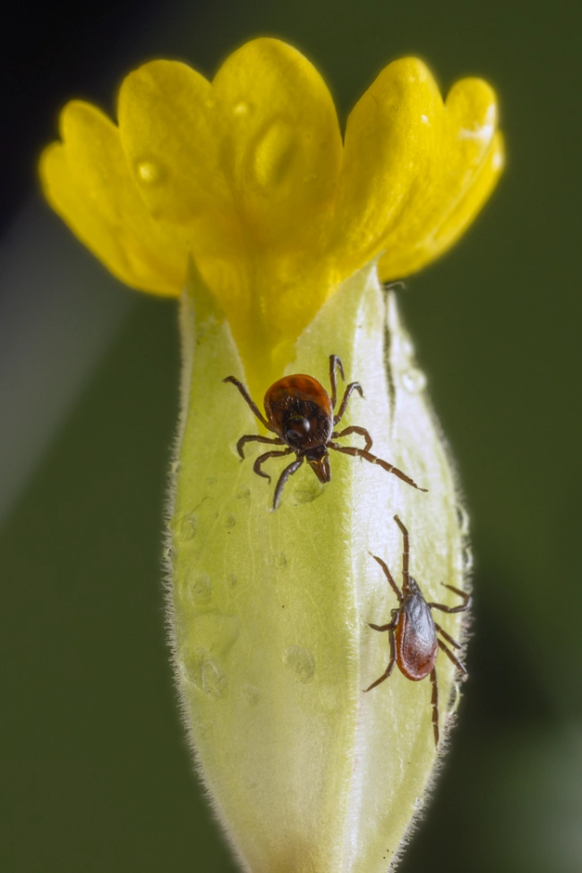 Quiz: Pasożytnictwo