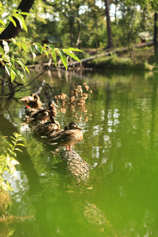 Quiz: Czym jest ekosystem