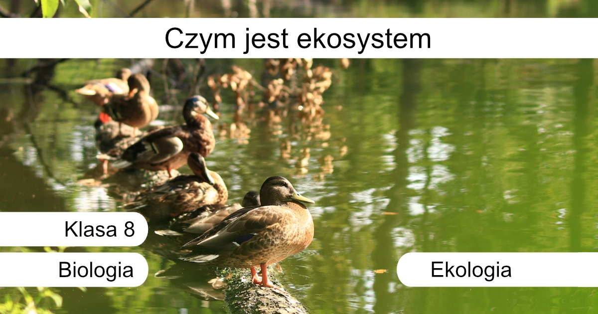 Quiz: Czym jest ekosystem