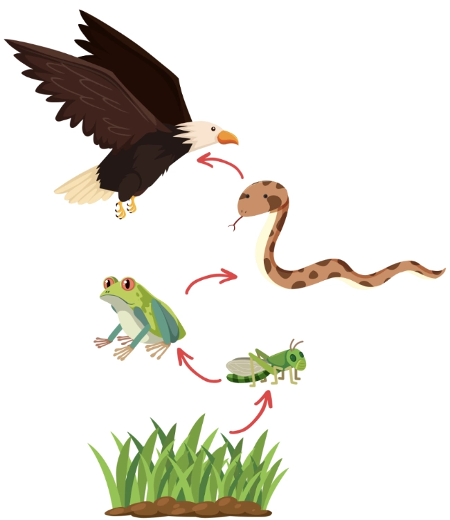 Quiz: Zależności pokarmowe