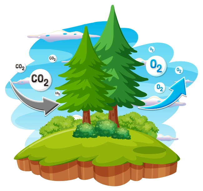Quiz: Materia i energia w ekosystemie