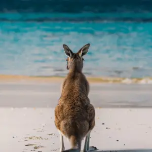 Quizy: Australia i Oceania