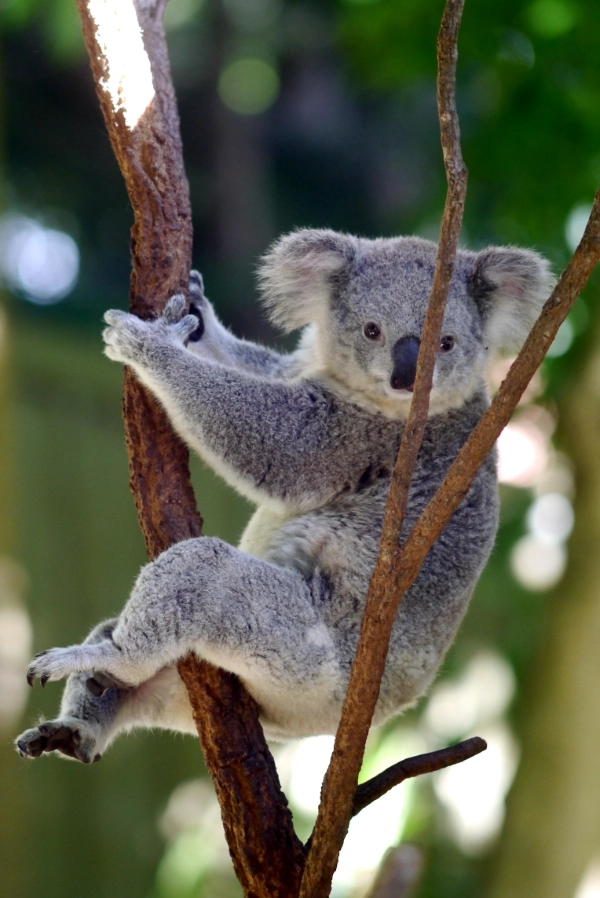 Quiz: Środowisko przyrodnicze Australii i Oceanii