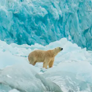 Obszary okołobiegunowe