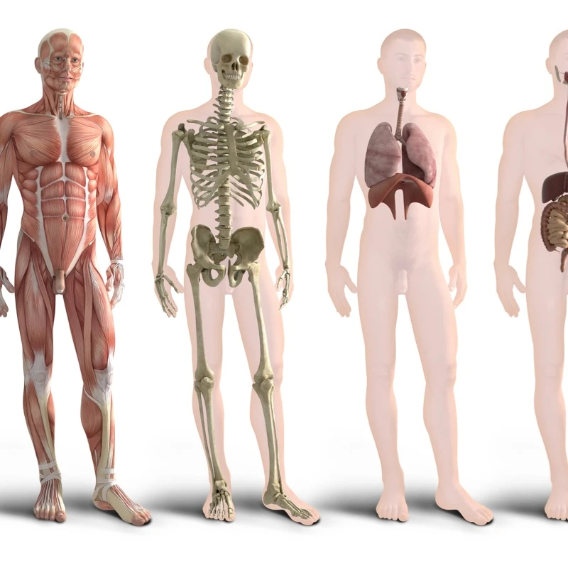 Quiz z Biologii klasa 7: podsumowanie