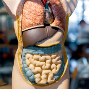 Quizy: Układ pokarmowy