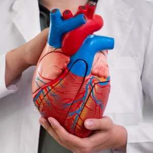 Quizy: Układ krążenia