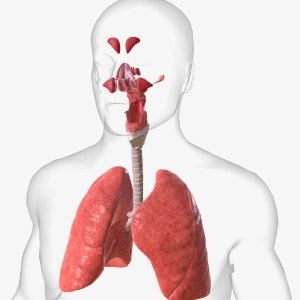 Quizy: Układ oddechowy