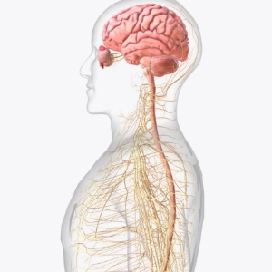 Quizy: Regulacja nerwowo-hormonalna