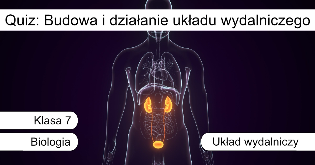 Quiz: Budowa i działanie układu wydalniczego