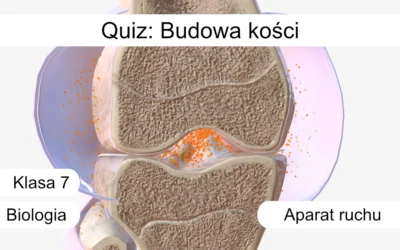 Quiz: Budowa kości