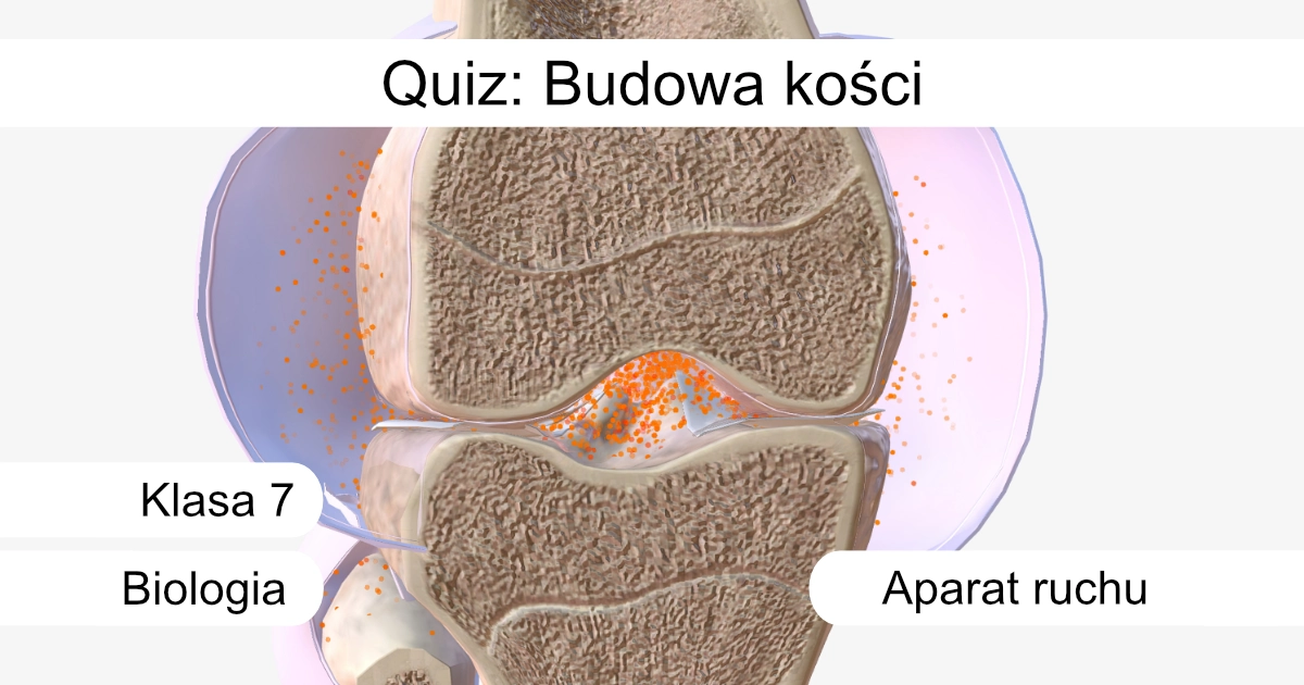 Quiz: Budowa kości