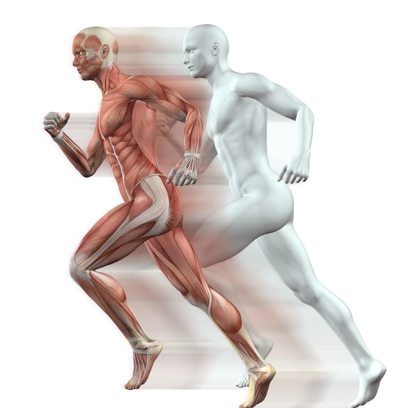 Quiz: SBudowa i rola mięśni