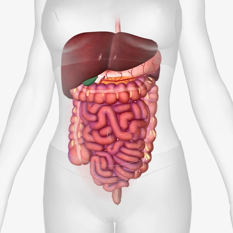 Quiz: Budowa i rola układu pokarmowego