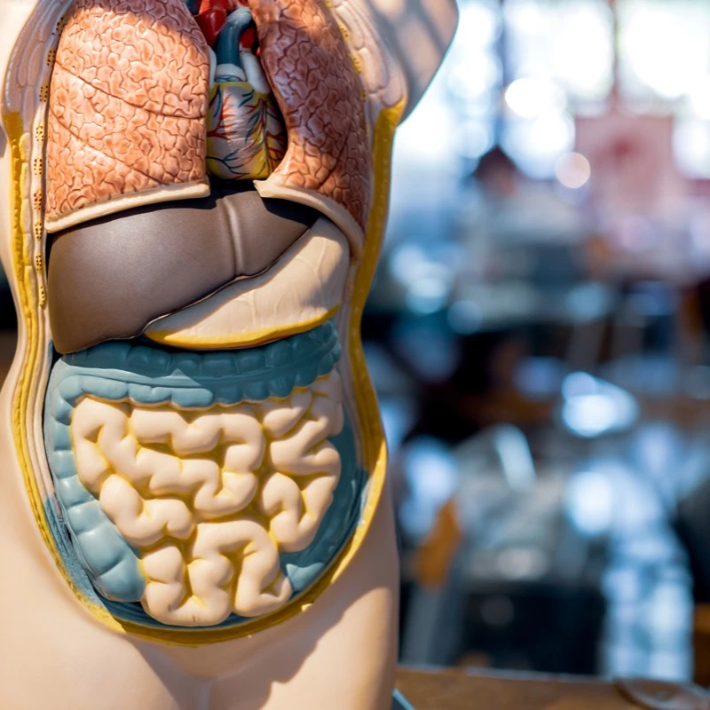 Quiz: Układ pokarmowy: podsumowanie