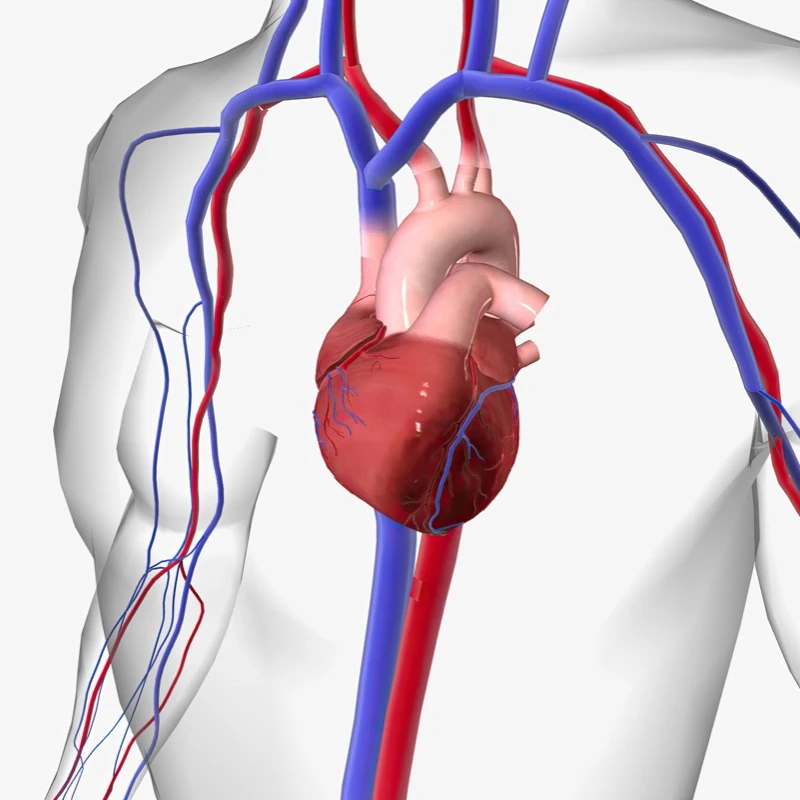 Quiz: Krążenie krwi