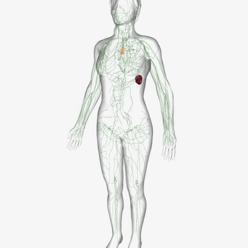Quiz: Układ limfatyczny