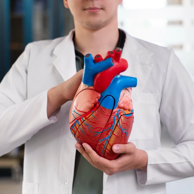 Quiz: HUkład krążenia: podsumowanie