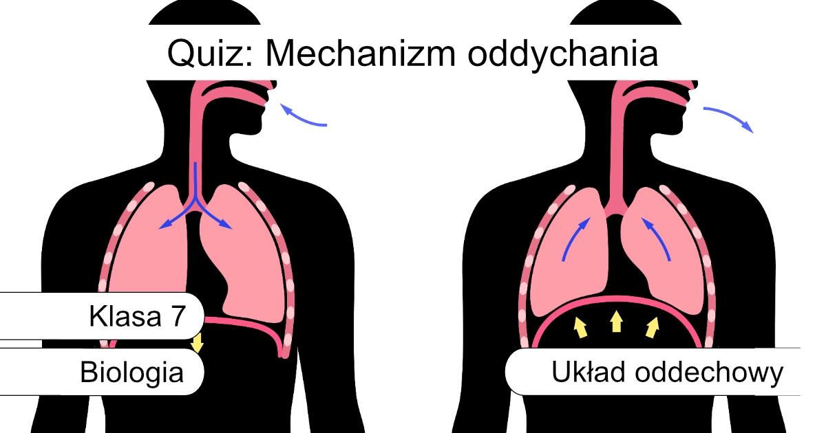 Quiz: Mechanizm oddychania