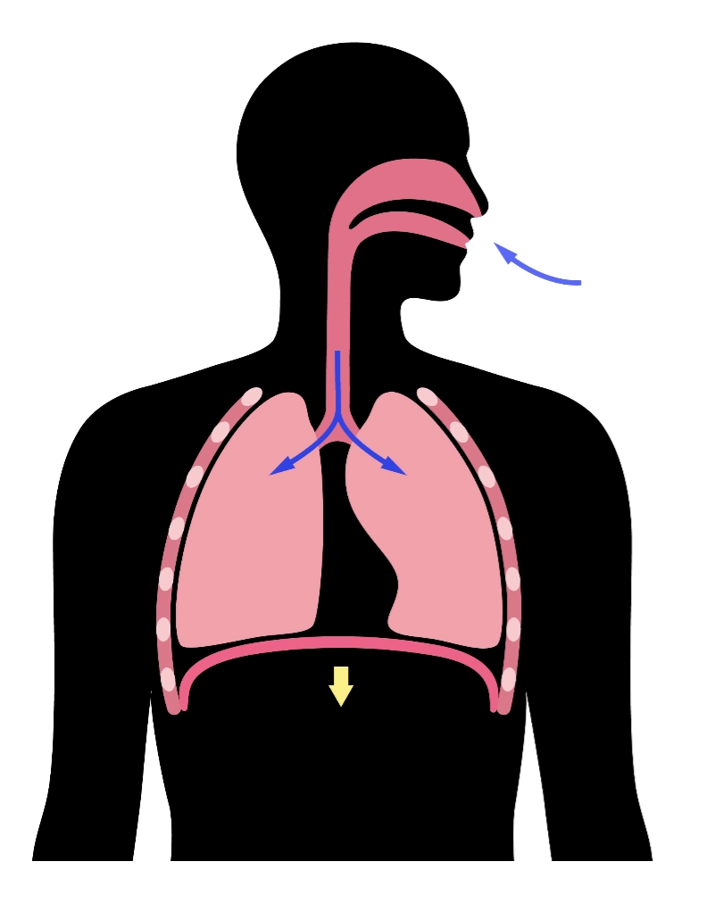Quiz: Mechanizm oddychania
