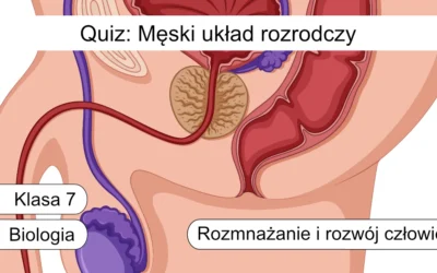 Quiz: Męski układ rozrodczy