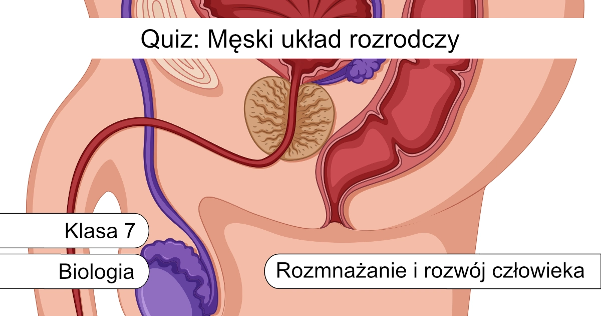Quiz: Męski układ rozrodczy