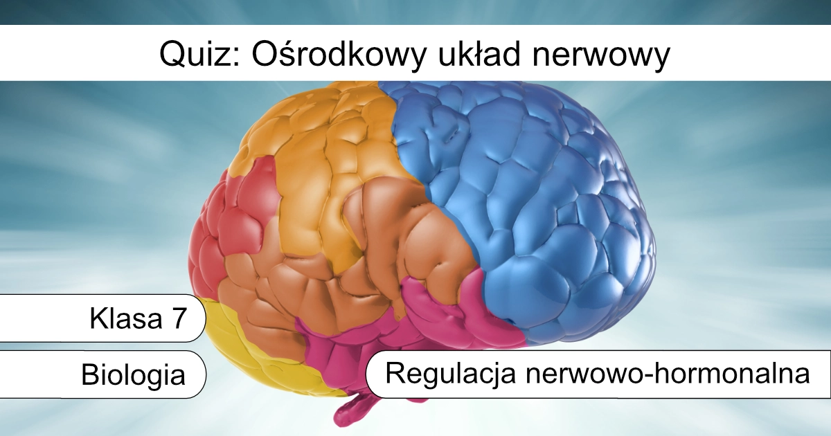 Quiz: Ośrodkowy układ nerwowy