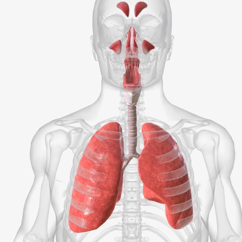 Quiz: Budowa i rola układu oddechowego