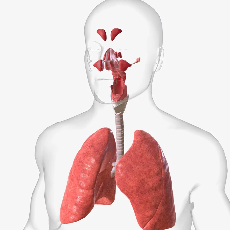 Quiz: Układ oddechowy: podsumowanie