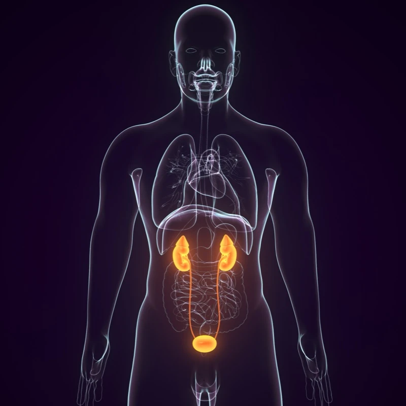 Quiz: Budowa i działanie układu wydalniczego
