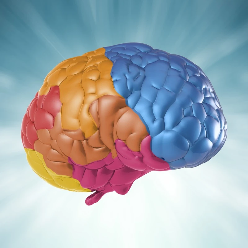 Quiz: Ośrodkowy układ nerwowy