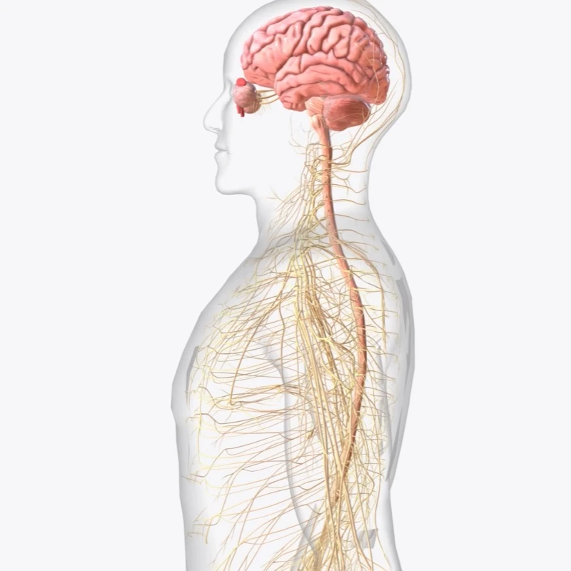 Quiz: Regulacja nerwowo-hormonalna: podsumowanie