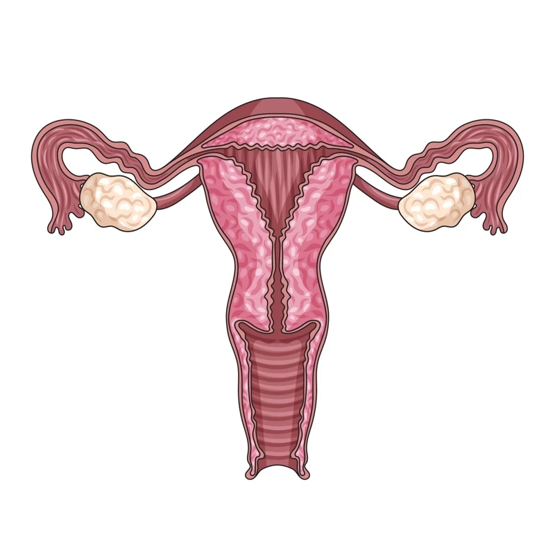 Quiz: Żeński układ rozrodczy