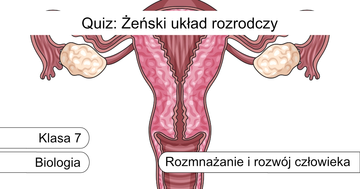 Quiz: Żeński układ rozrodczy