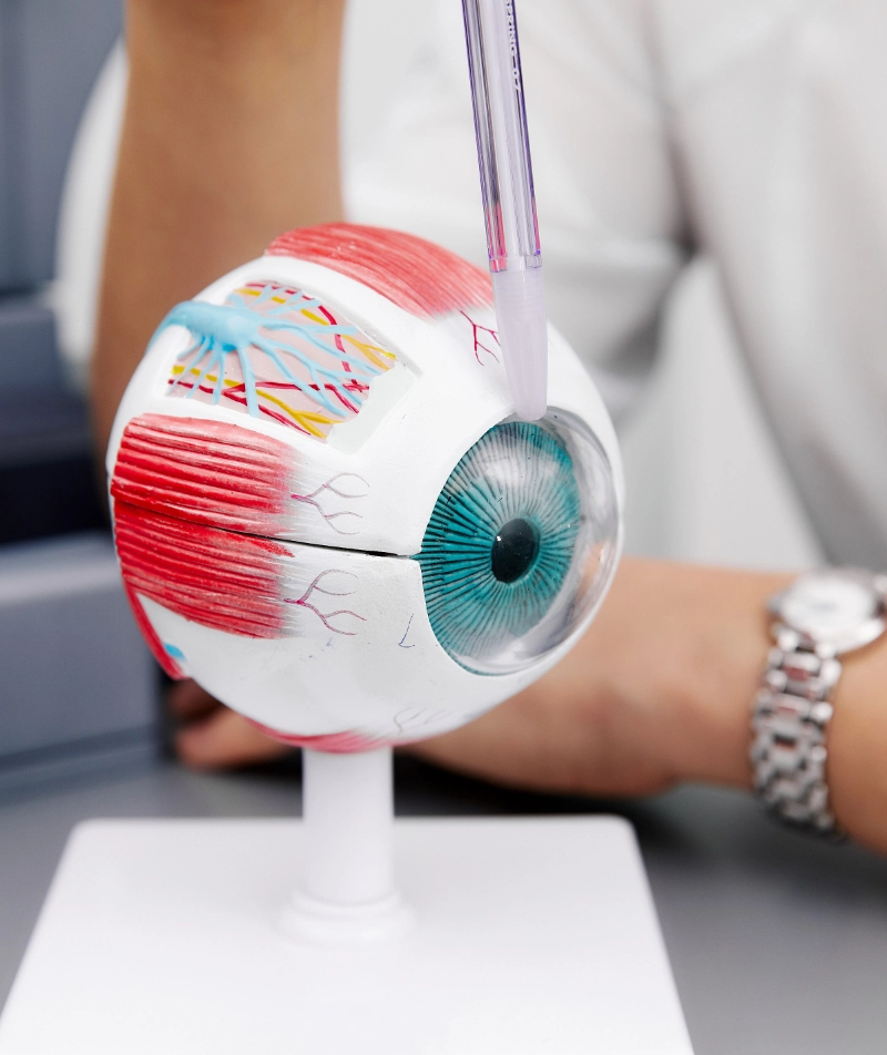 Quiz: Budowa i działanie narządu wzroku