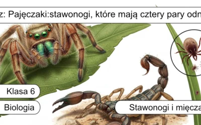 Quiz: Pajęczaki – stawonogi, które mają cztery pary odnóży