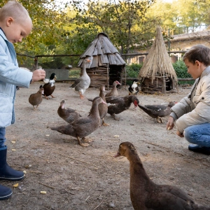 Budowa i czynności życiowe organizmów (Quizy)