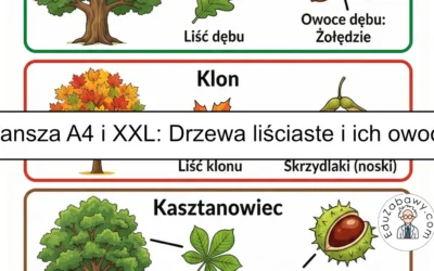 Plansza dydaktyczna: Drzewa liściaste i ich owoce