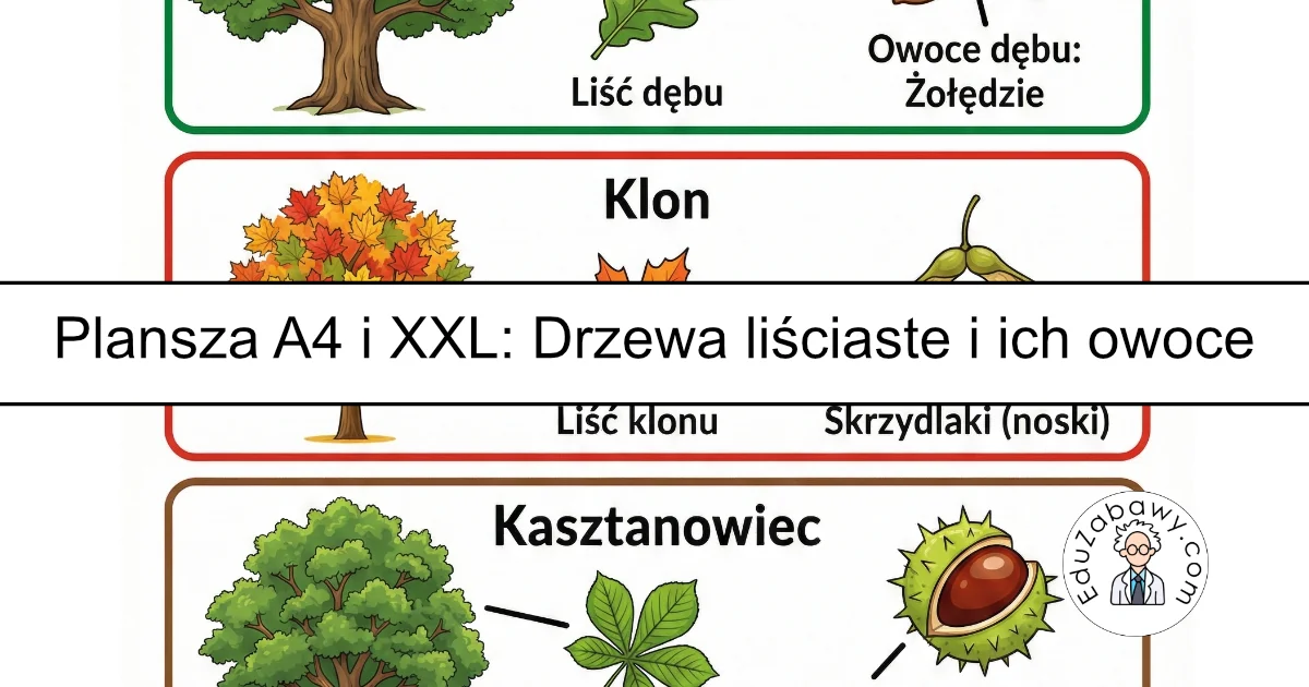 Plansza dydaktyczna: Drzewa liściaste i ich owoce