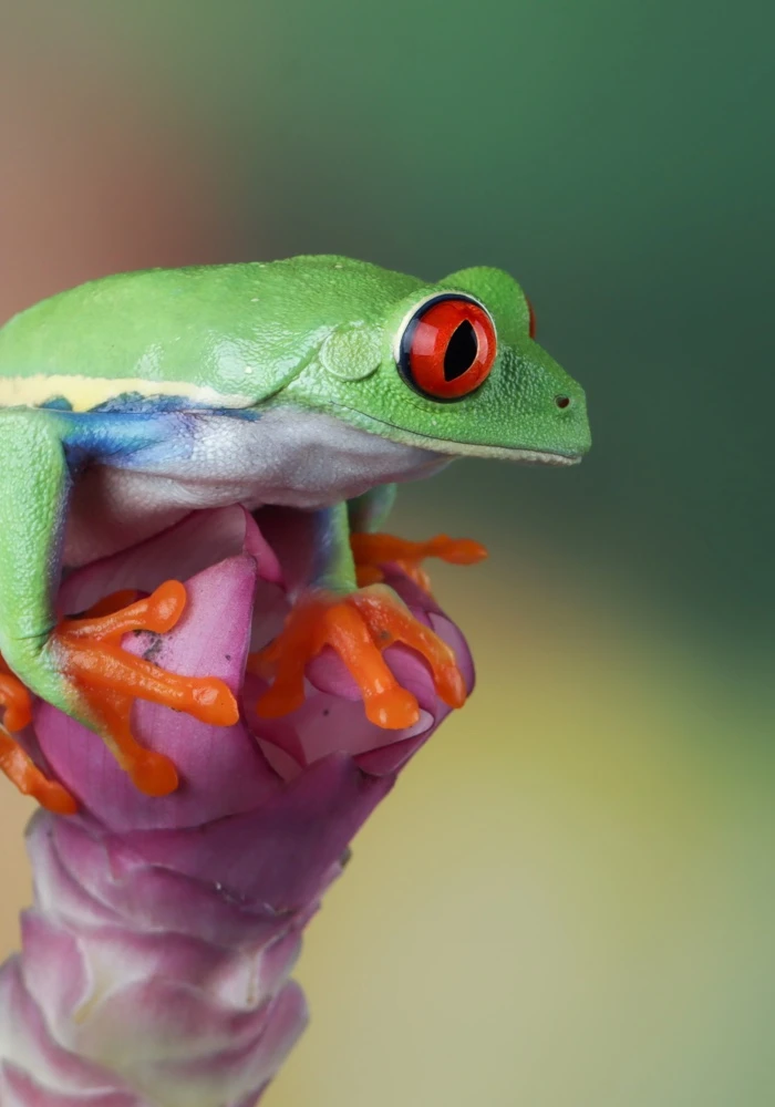 Quiz: Biologia jako nauka