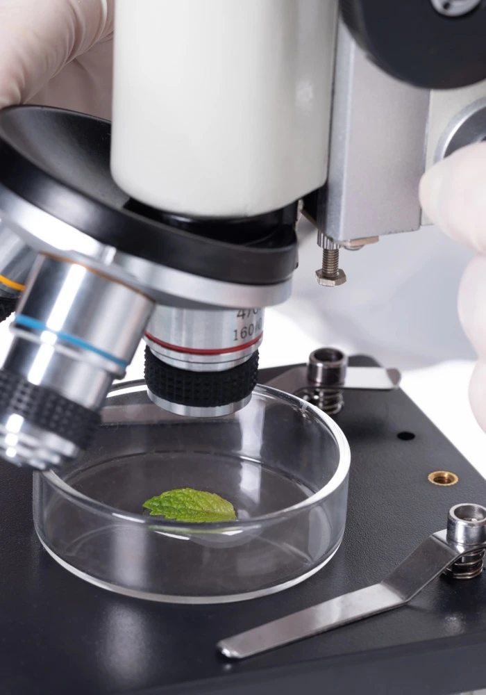 Quiz: Obserwacje mikroskopowe