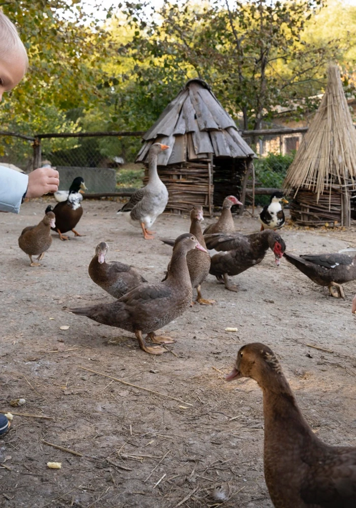 Quiz: Budowa i czynności życiowe organizmów: podsumowanie
