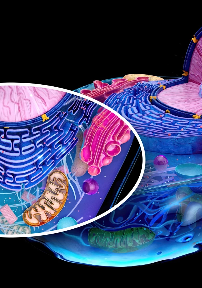 Quiz: Budowa komórki zwierzęcej