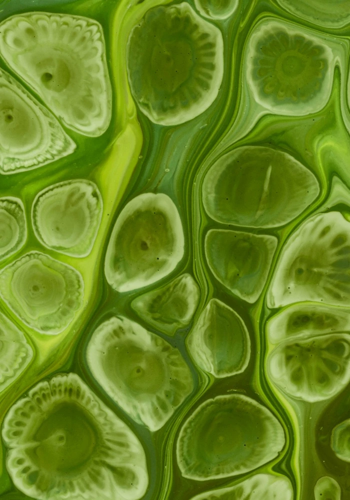 Quiz: Komórka roślinna. Inne rodzaje komórek