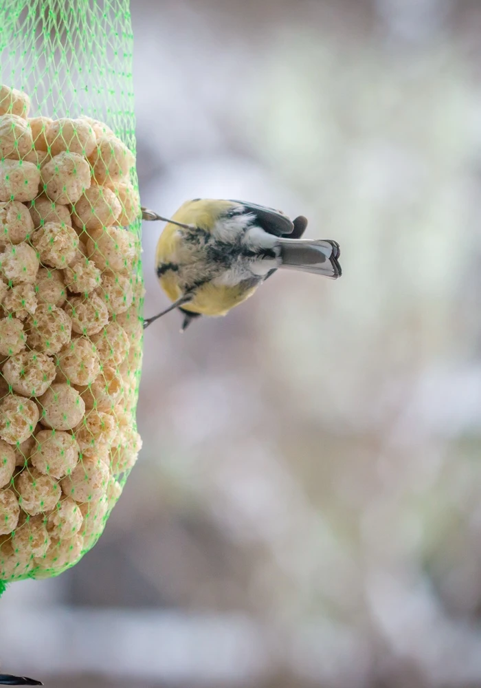 Quiz: Cudzożywność