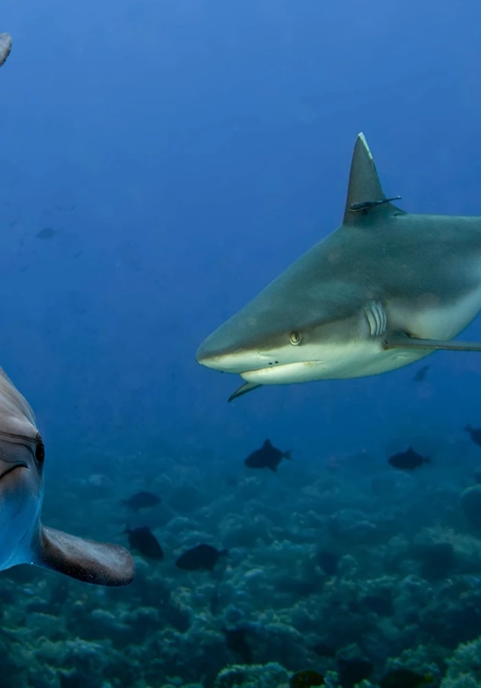 Quiz: Klasyfikacja organizmów